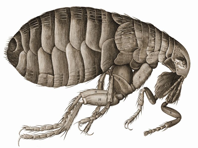 Artistic depiction of a flea on a plain white background, relevant to flea problems in O’Fallon, MO.