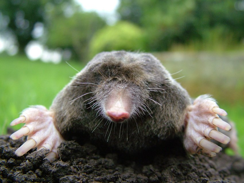 In O’Fallon, MO, a mole is seen on a dirt pile, its fur contrasting with the brown earth beneath it.