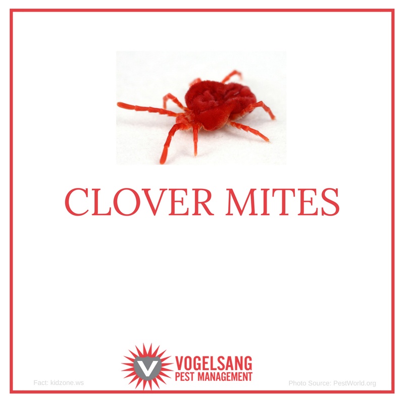 Bright red clover mite at O’Fallon, MO
