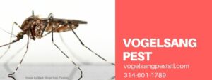 Mosquito featured in pest awareness in O’Fallon, MO