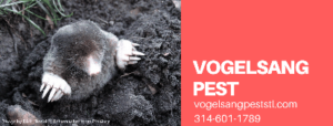 Mole digging in garden soil, pest prevention services in O’Fallon, MO.
