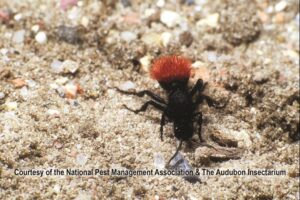 Red velvet ant crawling on sandy ground, pest control in O’Fallon, MO.