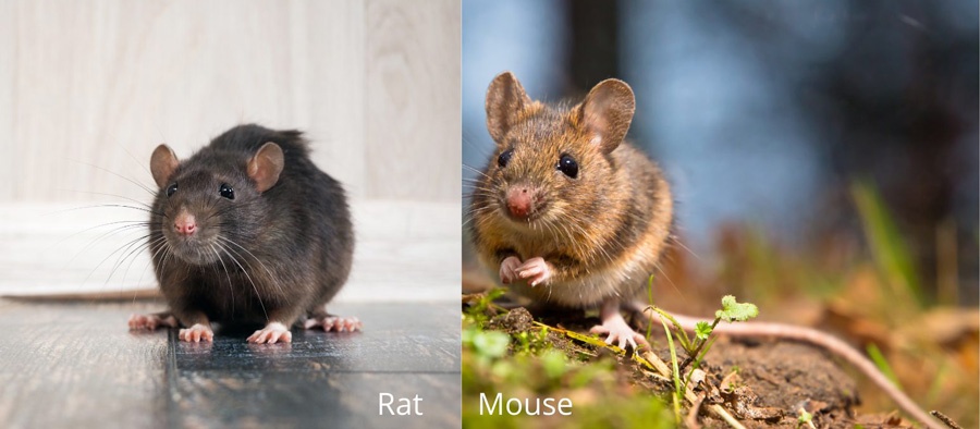 Two visuals of a rat and a mouse, emphasizing their unique features in O’Fallon, MO.