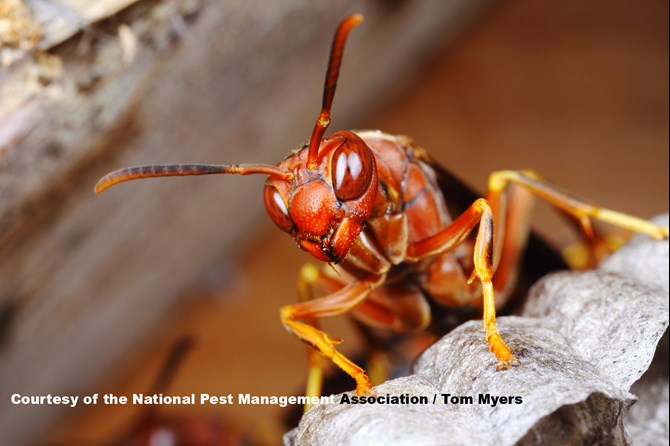 Paper Wasp