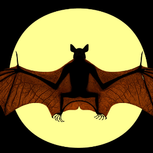 Bat