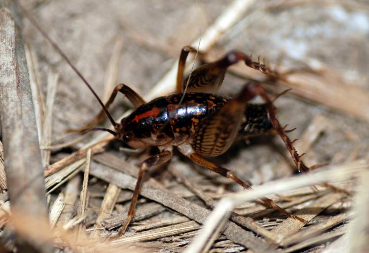 Bugs Camel Cricket