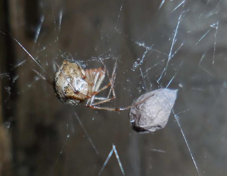 Bugs house spider