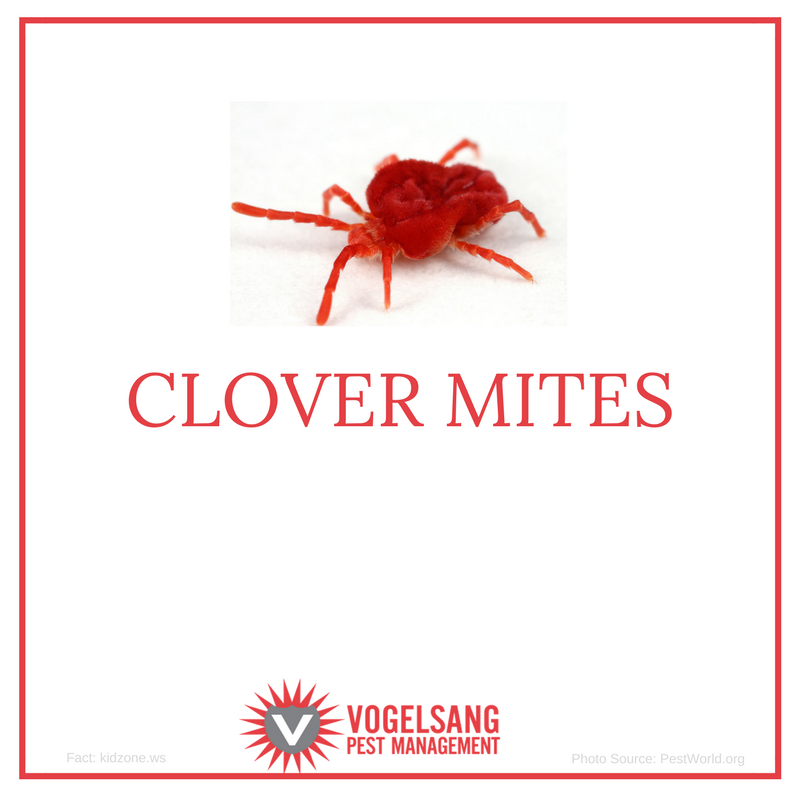 What are clover mites?