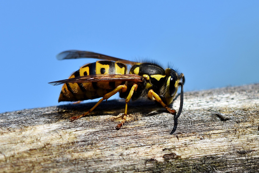 Avoid the Sting of Wasps This Autumn
