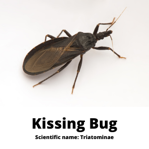 Kissing bug scientific Triatominae