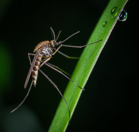 Mosquito on Plants