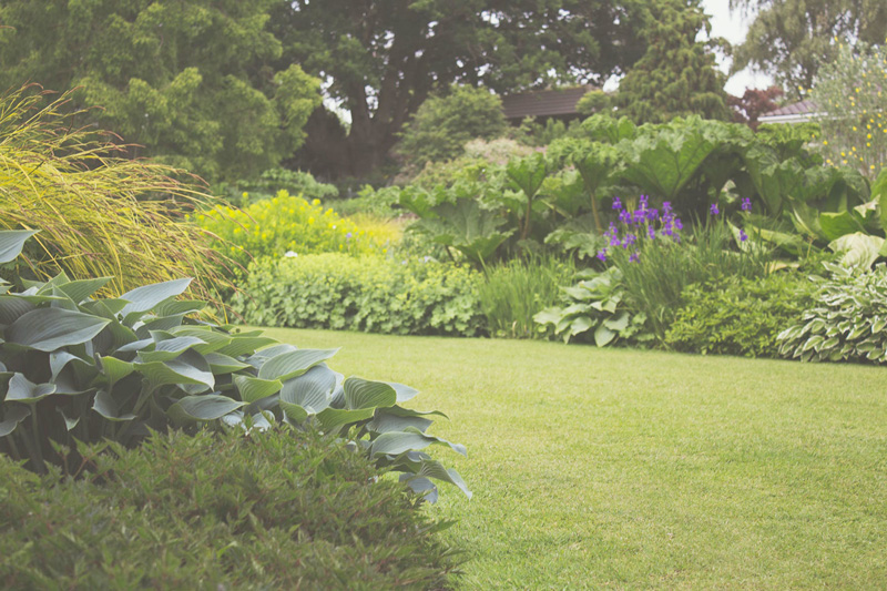 Green Plants