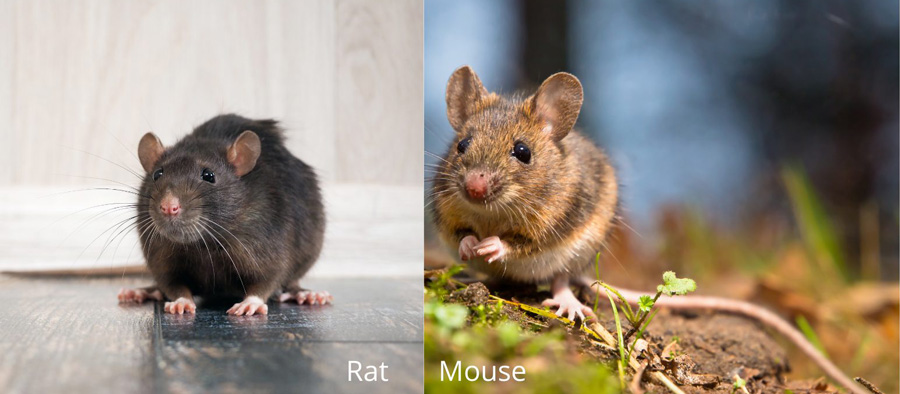 Rats vs Mice