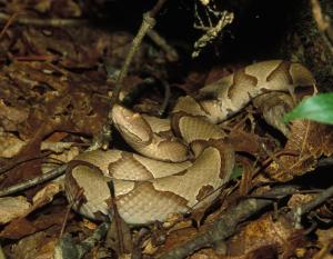 Snakes Eastern Copper