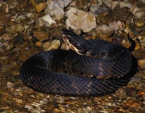 Snakes Northern Cottonmouth