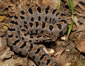 Snakes Western Pygmy Rattlesnake