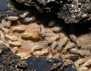 Termites