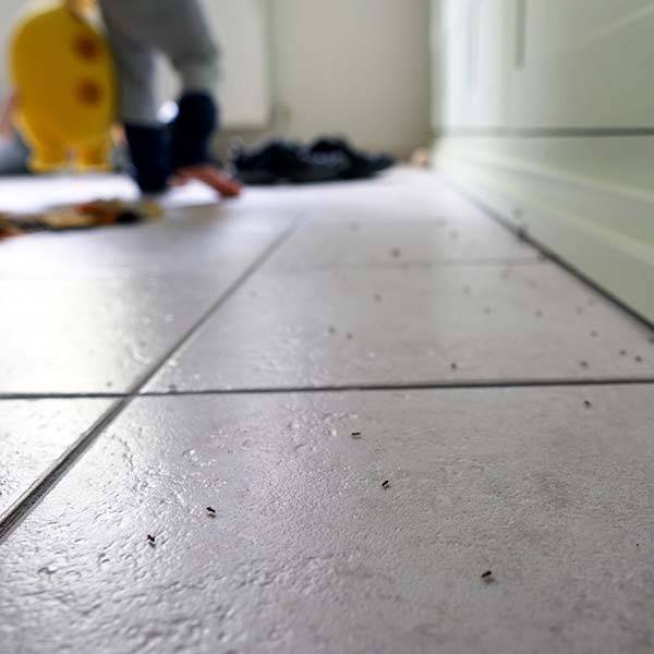 Ants on the house floor