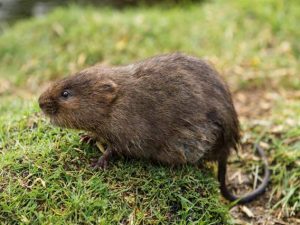 Voles