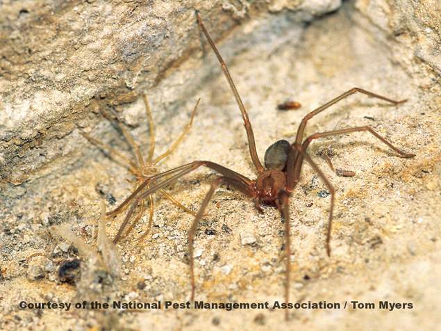 Brown Recluse Spiders