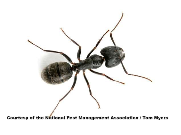 Carpenter Ant