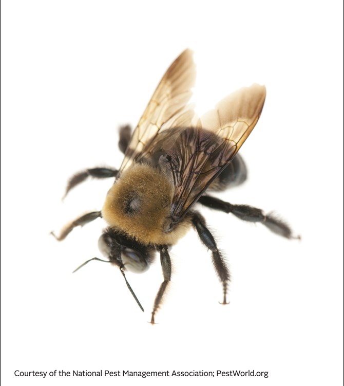 carpenter bee