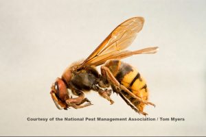 european hornet