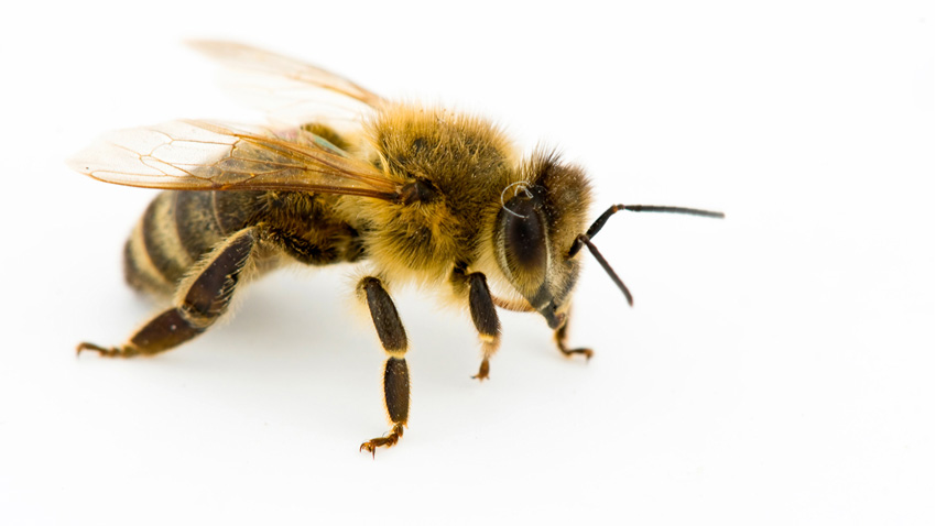 Honey bee in white background