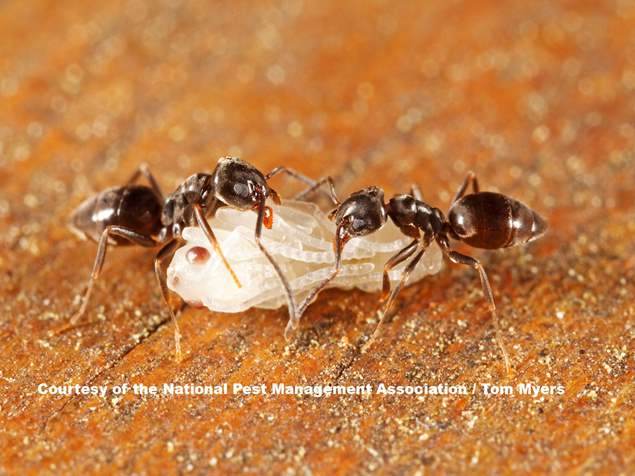 Odorous House Ant