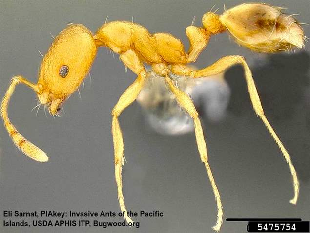 Pharaoh Ant