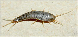 Silverfish