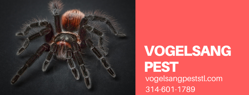 vogelsang pest