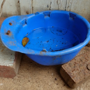 A blue bowl on the ground beside a brick wall in O’Fallon, MO.