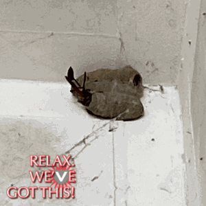 Wasp nest attached to the corner wall, pest prevention services in O’Fallon, MO.
