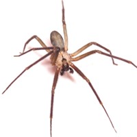 Brown Recluse Spider