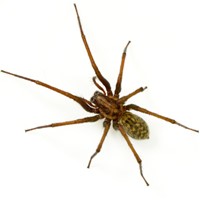 Funnelweb Spider