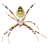 Garden Spider