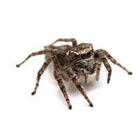 Jumping Spider