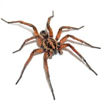 Wolf Spider