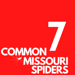 7 Common MO Spiders