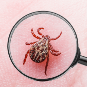 Tick Flea