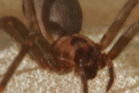 Brown Recluse Alert Why August Is Prime Time for Spider Sightings