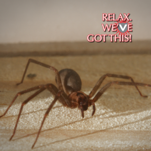 Brown recluse