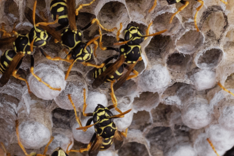 Combat Fall Wasps & Yellow Jackets!