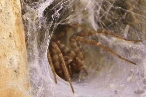 Spiders in the Basement