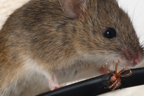 Catch That Mouse Before It Multiplies!