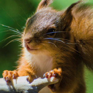 How Dangerous Can A Squirrel Really Be?