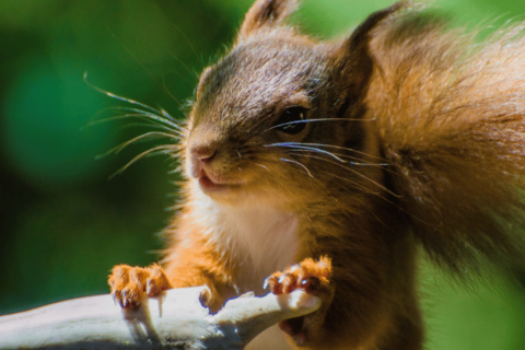 How Dangerous Can A Squirrel Really Be?