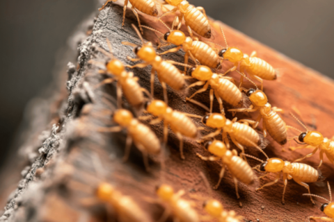 Termite Inspection Essential in March
