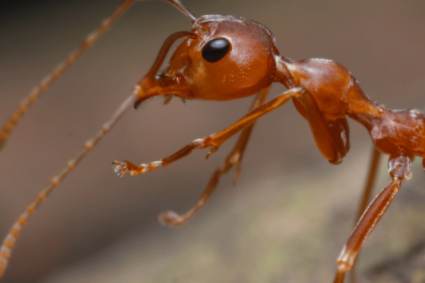 Spring Pest Control in St. Louis